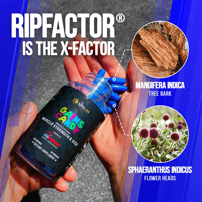 ALPHA LION, GAINS CANDY RIPFACTOR - FITMATTERS